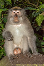 macaque